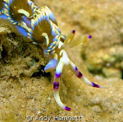 Pteraeolidia ianthina doing the rounds.  by Andy Hamnett 
